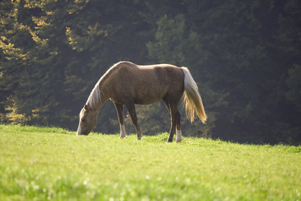 Herbst reiten
